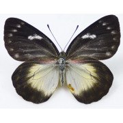 DELIAS ORAIA BRATANA 
